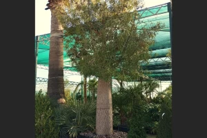 Brachychiton rupestris - Queensland bottle tree