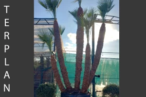 Chamaerops humilis - Mediterranian fan palm