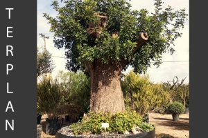 Ceratonia siliqua