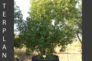 Cinnamomum camphora - Camphor tree