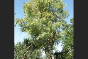 Eucalyptus globulus - Tasmanian Blue Gum