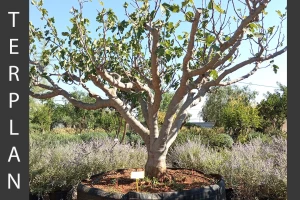 Ficus carica