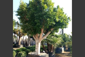 Ficus nitida - Indian Laurel Fig