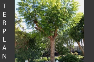 Jacaranda mimosifolia - Blue jacaranda