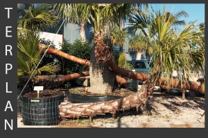 Livistona decipiens - Weeping cabbage palm