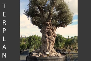 Olea europaea
