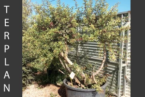 Olea europaea + Pistacia lentiscus