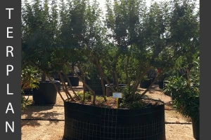 Pistacia lentiscus
