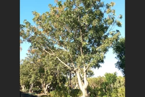 Pistacia terebinthus - Terebinth