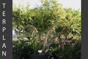 Punica granatum - Pomegranate 