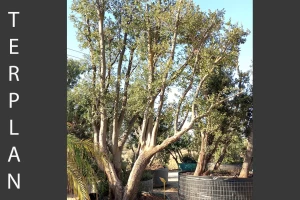 Quercus coccifera - Kermes oak