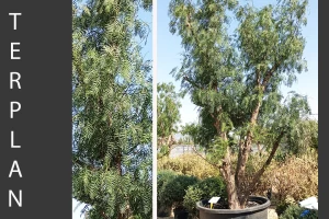 Schinus molle - Peruvian peppertree