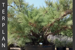 Tamarix gallica - French tamarisk
