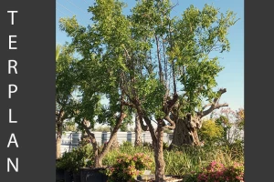Ziziphus jujuba