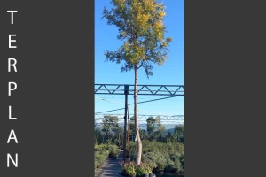 Grevillea robusta