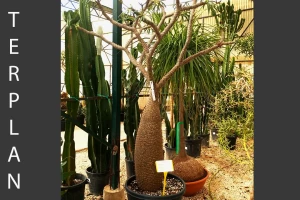 Pachypodium lamerei