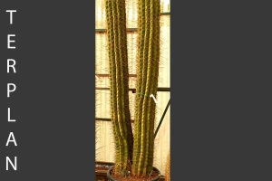 Trichocereus sp.