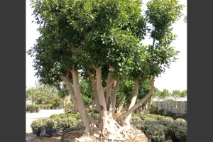 Ficus australis - Rusty fig