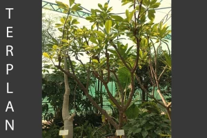 Plumeria rubra - Frangipani
