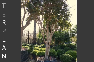 Plinia cauliflora - Jabuticaba - Brazilian grape tree