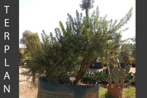 Quercus coccifera + Pistacia lentiscus