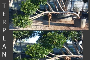 Ficus