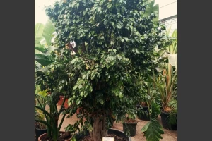 Ficus benjamina - Weeping fig