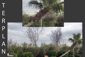 Washingtonia