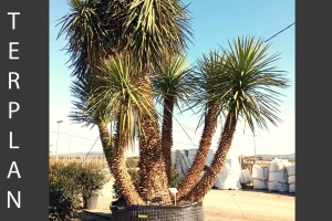 Yucca