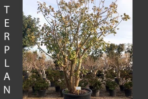 Erythrina - Cockspur coral tree 
