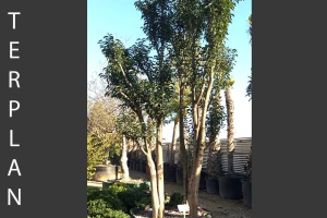 Ligustrum japonicum - Japanese privet