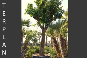 Citrus aurantica