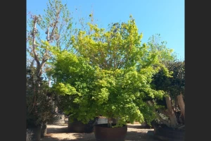 Acer palmatum