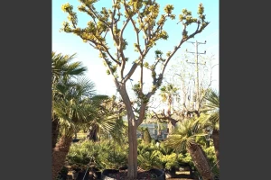 Lagerstroemis indica - Crepe Myrtle
