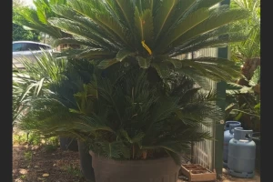 Cycas revoluta - Sago Cycad