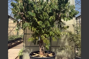 Annona cherimola