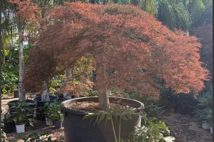 Acer palmatum Dissectum
