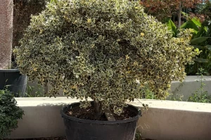Ilex Variegata