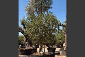 Olea europaea + Rhamnus sp.