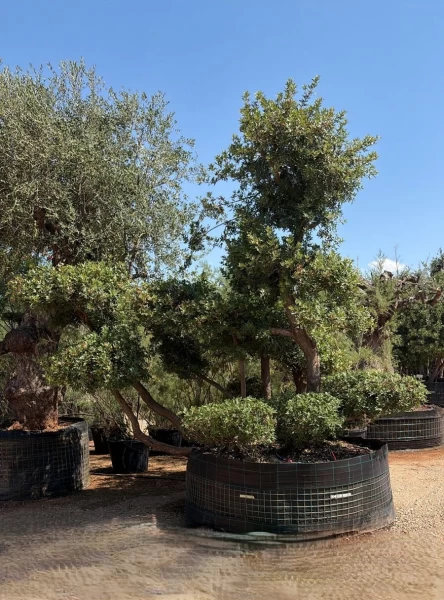 Pistacia lentiscus | PL010