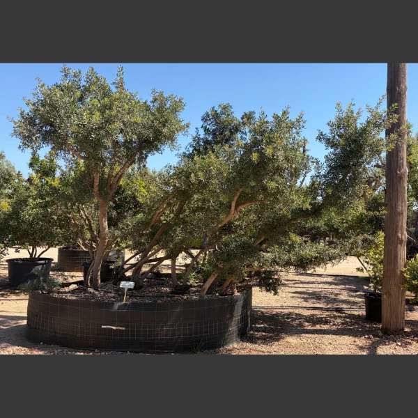 Pistacia lentiscus | PL050