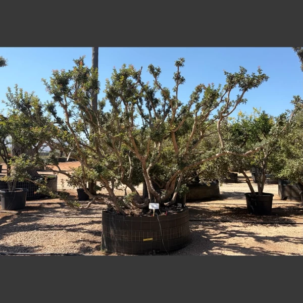 Pistacia lentiscus | PL051