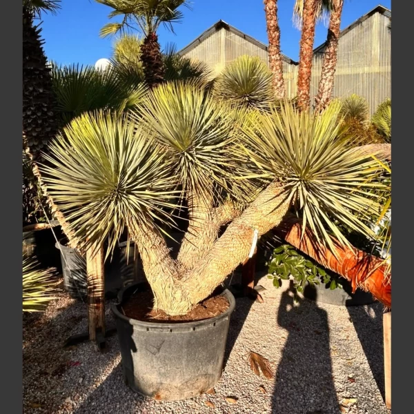 Yucca rostrata | YR011