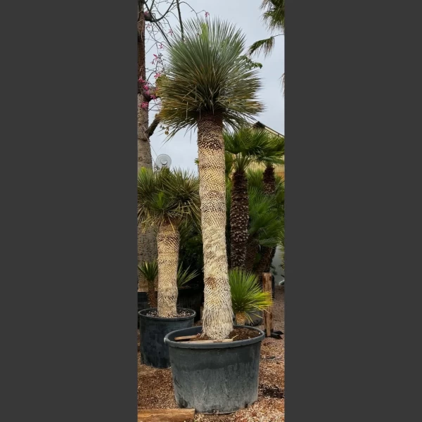 Yucca rostrata | YR019