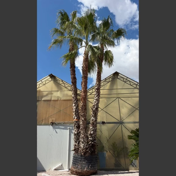 Washingtonia robusta | WR001