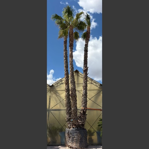Washingtonia robusta | WR005