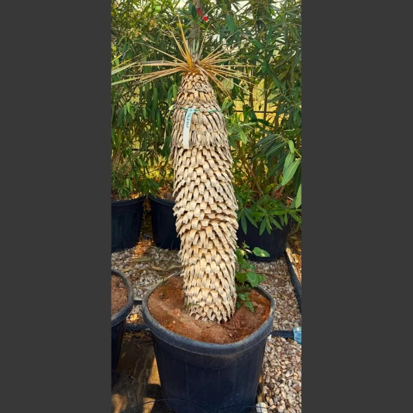 Yucca rigida | YRD001