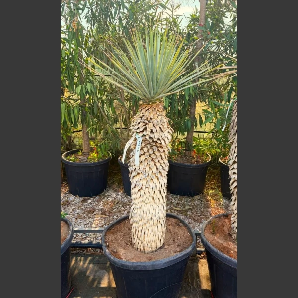 Yucca rigida | YRD002