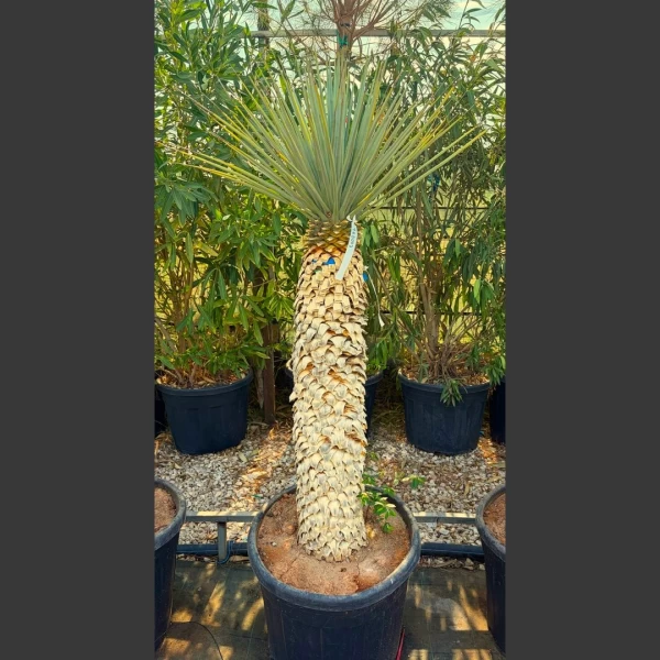 Yucca rigida | YRD003