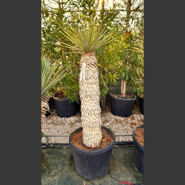 Yucca rigida | YRD004